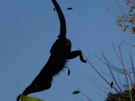 Parc de Tortuguero_28.JPG, mar. 2025